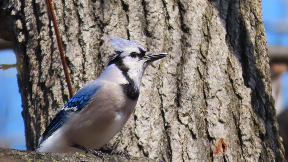 Canon Powershot SX70 HS