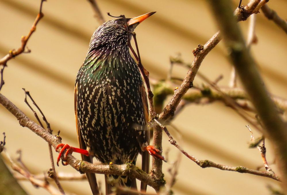 European Starling