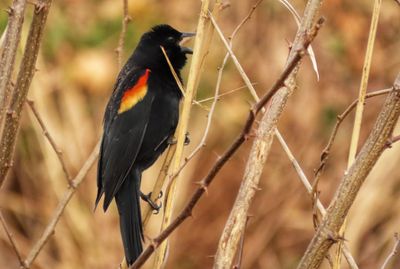 Red-winged Blackbird.jpeg