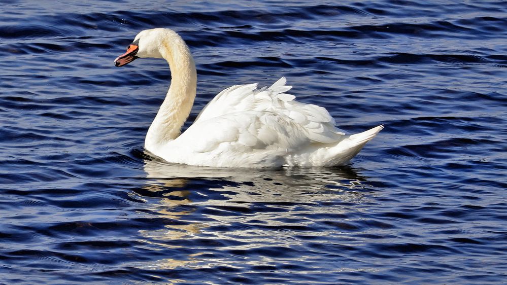 swan-3.jpg