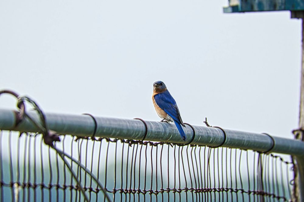 Bluebird