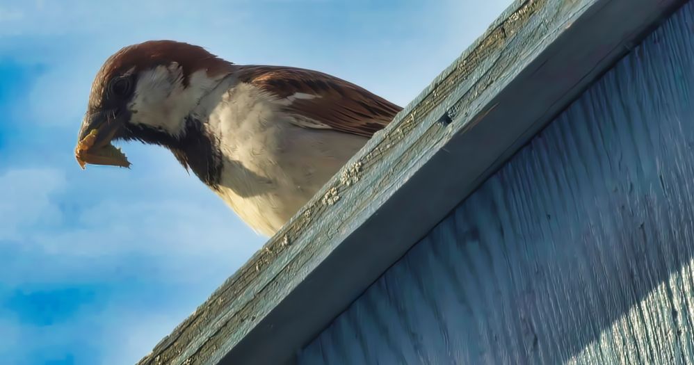 English Barn Sparrow