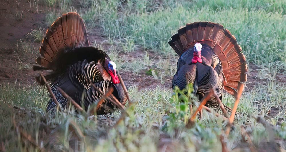 Eastern Wild Turkey