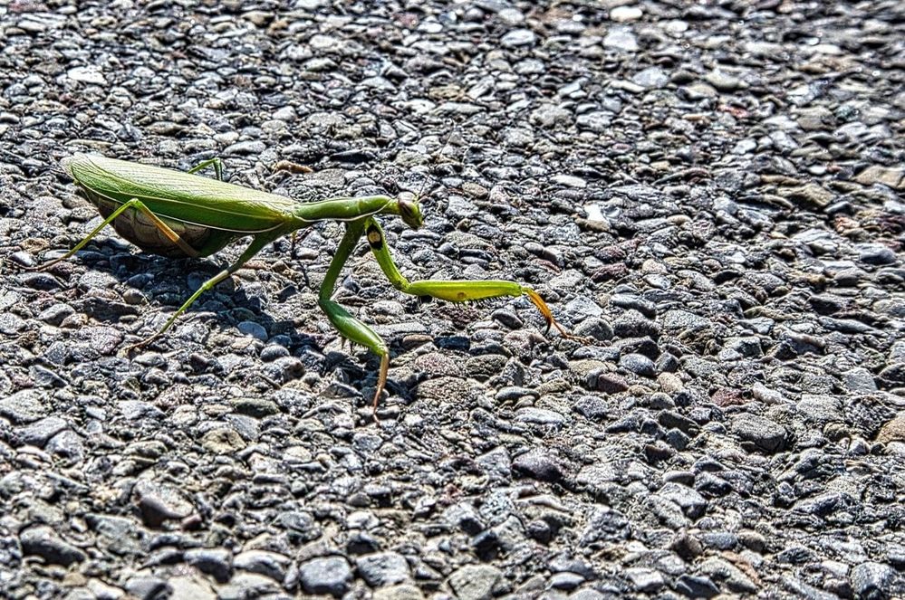 Praying Mantis on Side of Road
