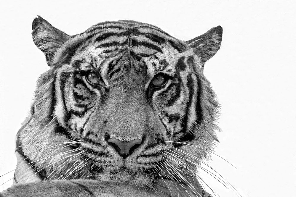 Canon EOS 5DsR, EF 70-300L @ 170mm, f/6.3, 1/160sec, ISO-400