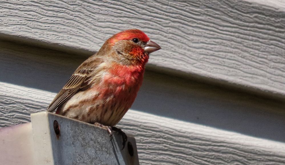 House Finch.jpeg