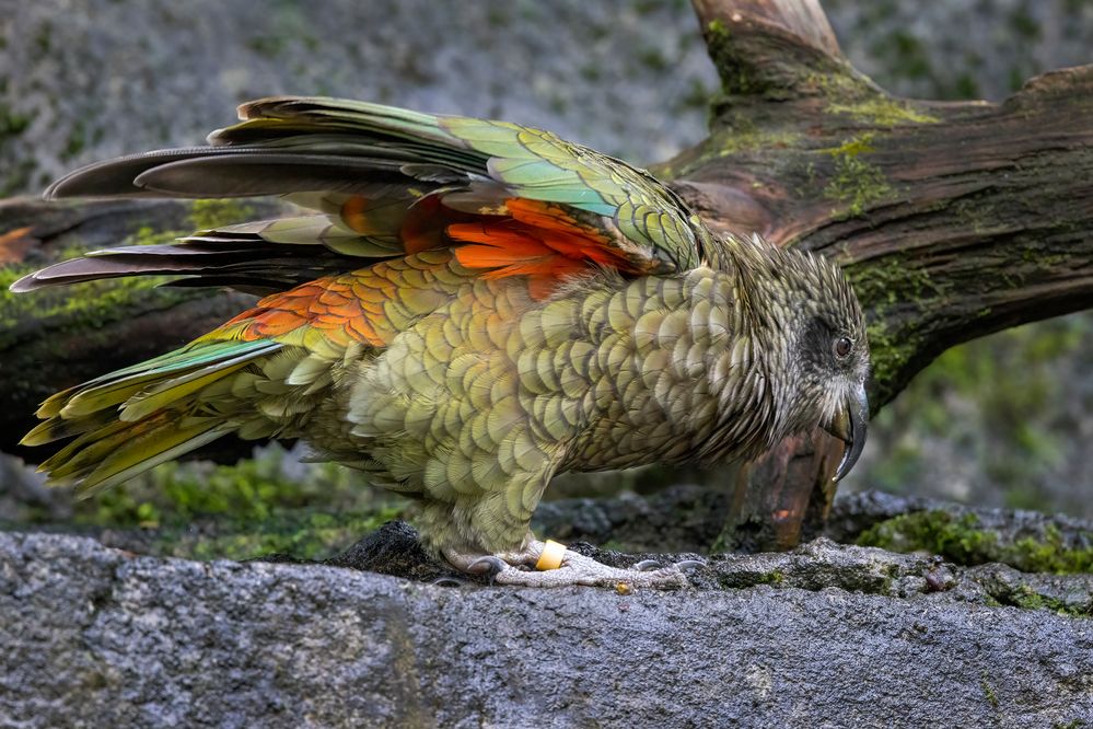 A flash of Kea Colour: 500mm, f/8, 1/320sec, ISO-6400