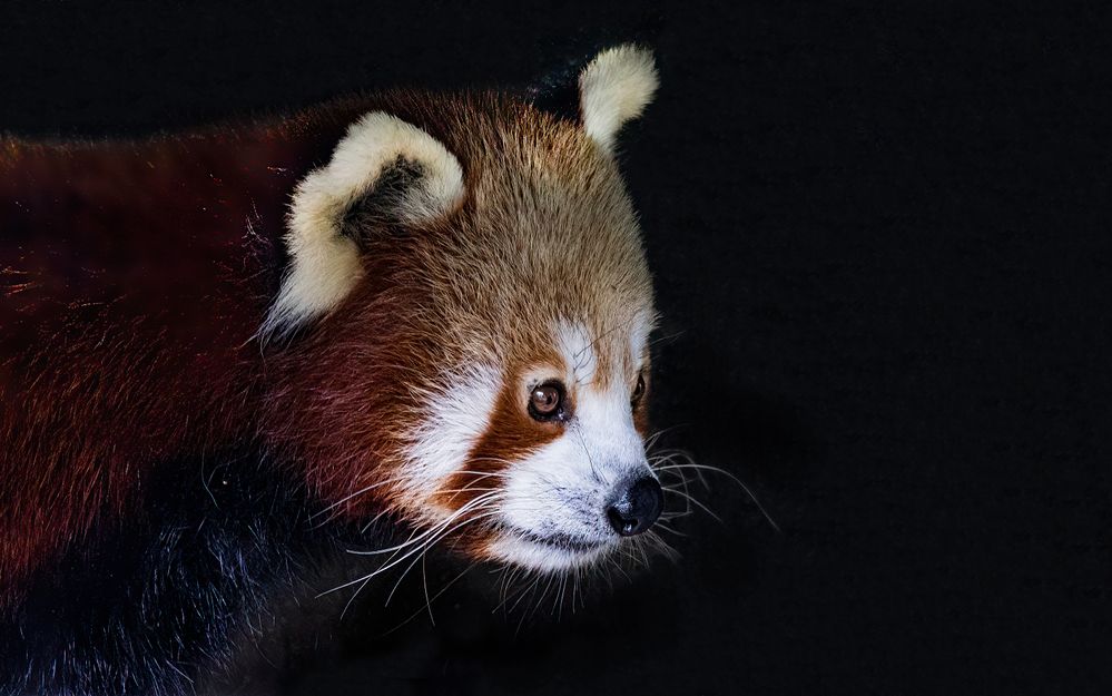 Red Panda in seclusion: 500mm, f/8, 1/125sec, ISO-6400