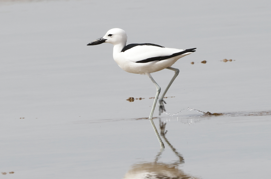 EOS R5 Settings changing on their own Canon Community