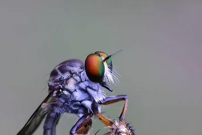 Robber Fly -Ommatius floridensis-2Sb.jpg