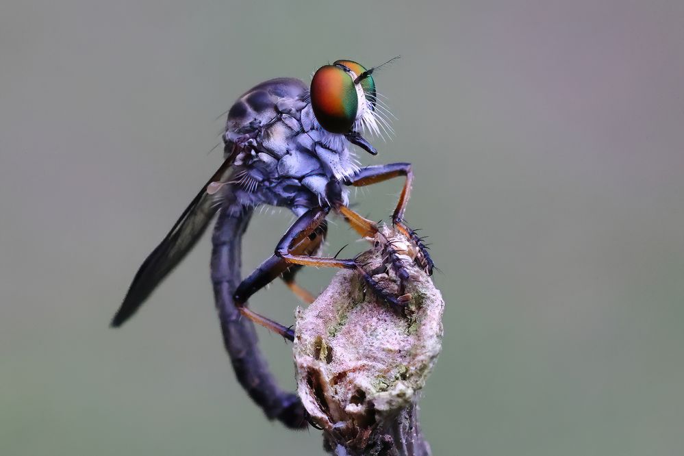 Depositing an egg on that branch.