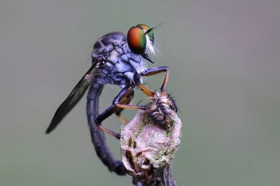 Robber Fly -Ommatius floridensis-2Sa.jpg