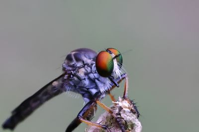 Robber Fly - Ommatius floridensis-1Sa.jpg