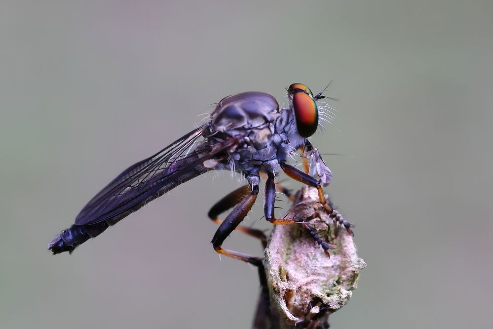 Side view. She is eating a small insect.