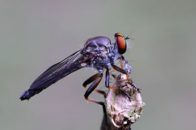Robber Fly -Ommatius floridensis-3Sa.jpg
