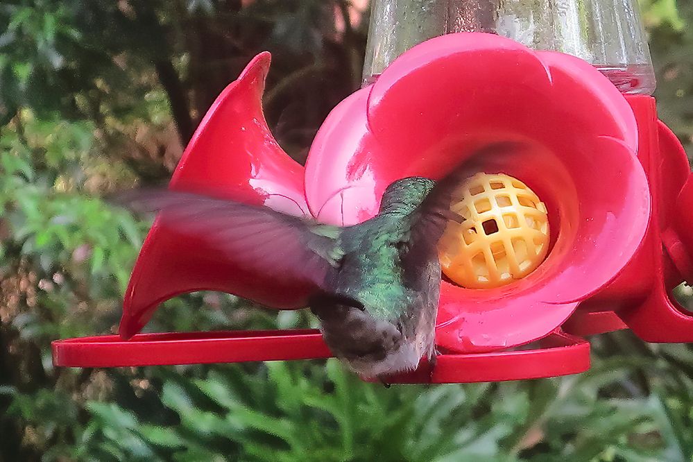 Ruby-throated Hummingbird, male.