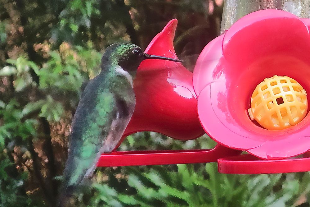 Ruby-throated Hummingbird, male.