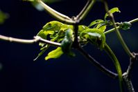 5A: 188mm, f/5, 1/250sec, ISO-3200