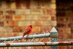 A Northern Cardinal perches on a chain link fence