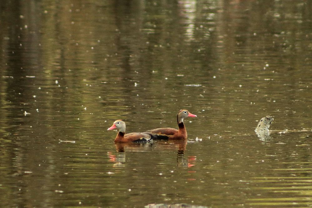 A pair of black-bellied whistling-ducks  swim in the Capitol Lakes , Baton Rouge Louisiana.