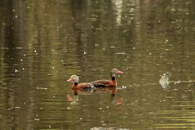 IMG_2415A_Black-Bellied Whistling-Duck.jpg