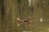 A pair of black-bellied whistling-ducks  swim in the Capitol Lakes , Baton Rouge Louisiana.
