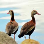 A pair of black-bellied whistling-ducks wade in the water next to the bank of the lake.
