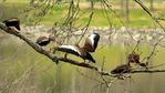 Black-bellied whistling-ducks, aka tree ducks, roost on a branch.
