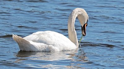 New Swans- (8).jpg