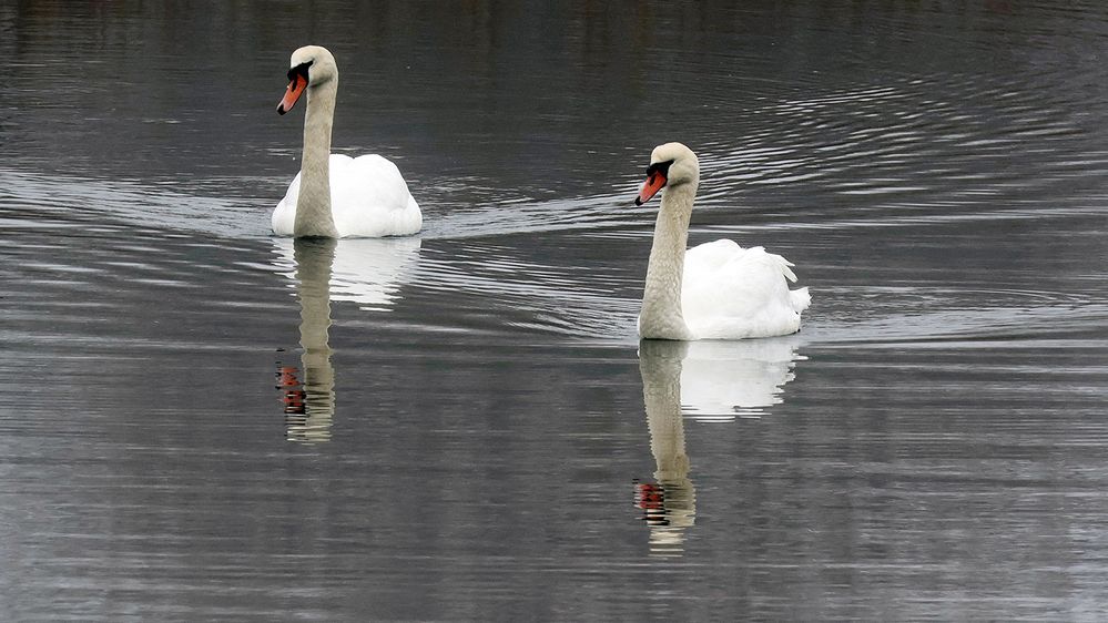 New Swans- (10).jpg