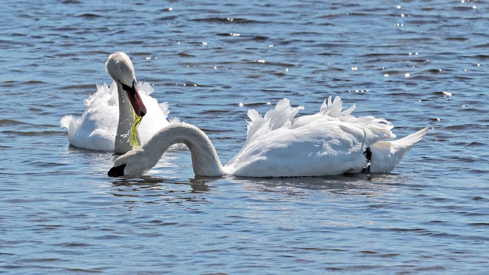 New Swans- (3).jpg