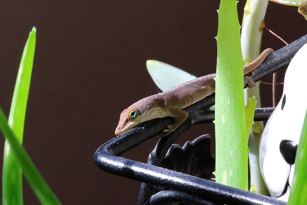 Green Anole.