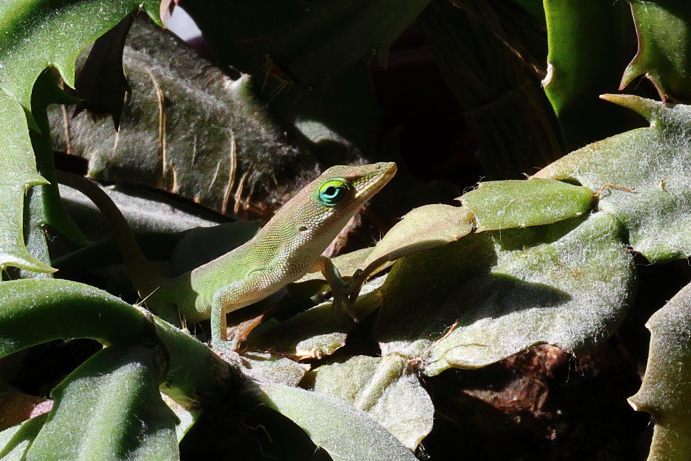 Green Anole.