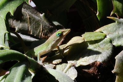 Green Anole on Cactus-1Sa.jpg