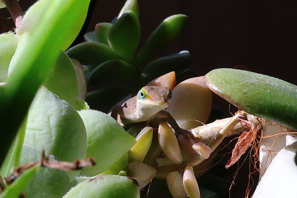 Green Anole.