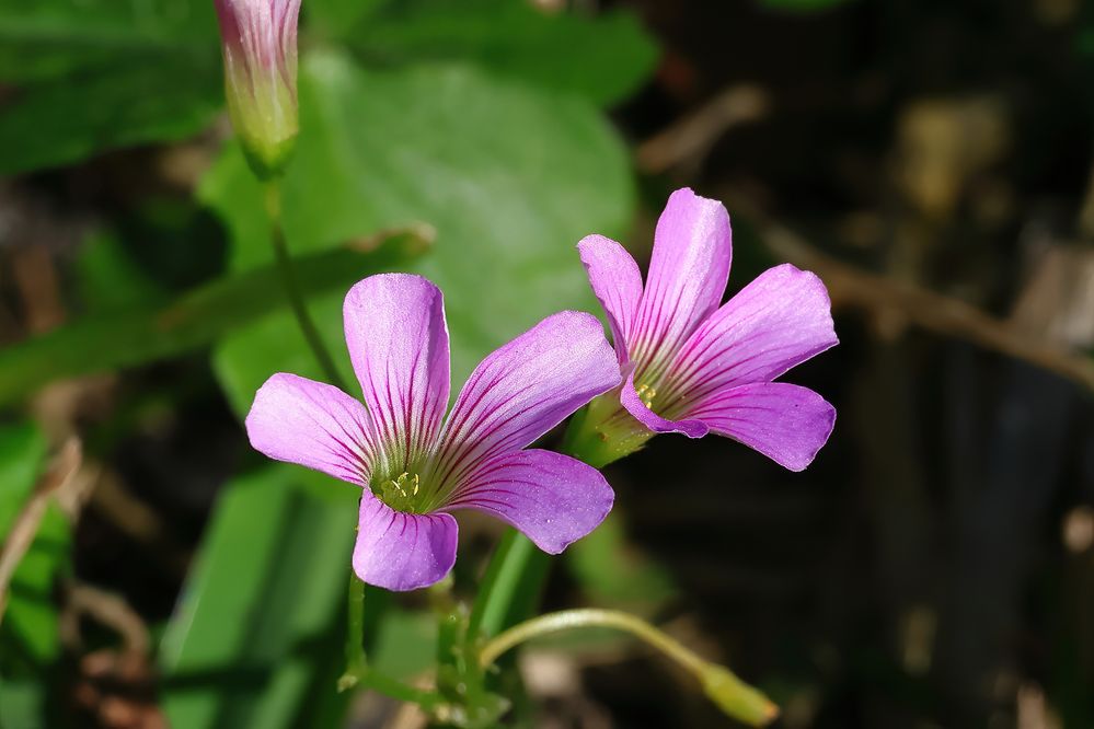 Pink Wood Sorrel.