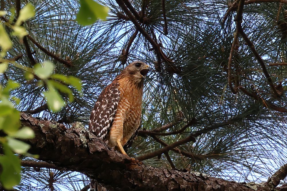 Red-shouldered Hawk.