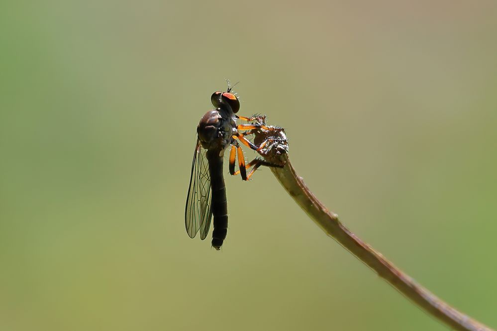 Robber Fly.