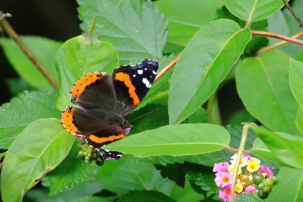 Red Admiral Butterfly.