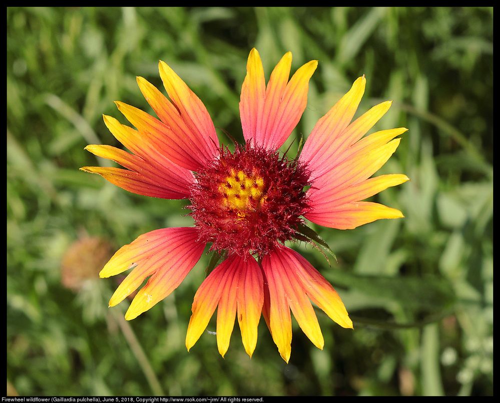 Firewheel wildflower (Gaillardia pulchella), June 5, 2018, Norman, Oklahoma, USA ; F Number	8.0 ; ISO	250 ; Shutter Speed Value	1/332  ; Focus Distance Upper	0.25 m ; Focus Distance Lower	0.22 m ; Lens ID	Canon EF-S 24mm f/2.8 STM