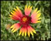 Firewheel wildflower (Gaillardia pulchella), June 5, 2018, Norman, Oklahoma, USA ; F Number	8.0 ; ISO	250 ; Shutter Speed Value	1/332  ; Focus Distance Upper	0.25 m ; Focus Distance Lower	0.22 m ; Lens ID	Canon EF-S 24mm f/2.8 STM