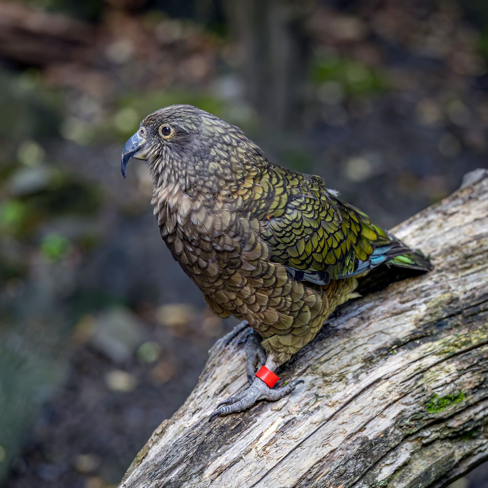 R6II, RF100-500@324mm, f/5.6, 1/400sec, ISO-1000