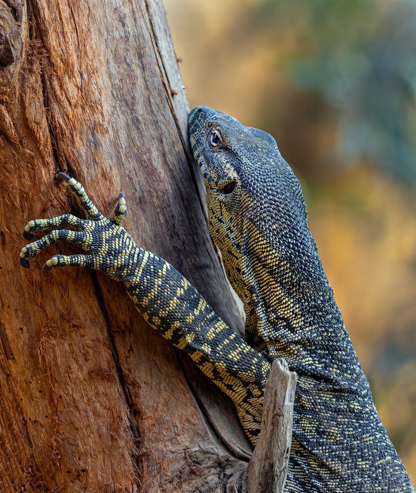 200mm, f/5, 1/200sec, ISO-400