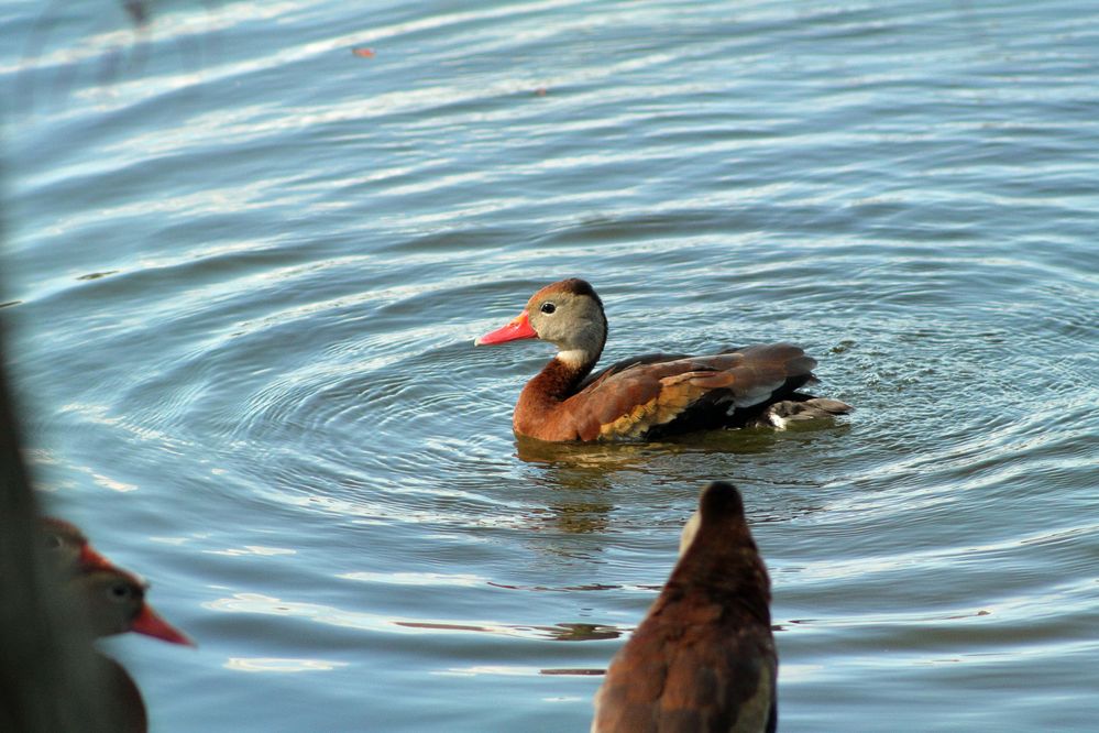 A black-bellied whistling-duck wades in the lake. The image was shot with a Canon XSi  and an EF  f4.5-5.6 75-300mm III lens. The exposure was Tv 1/800" Av f 7.1 and ISO 800. The lens was set at 300mm. The raw file was processed in Digital Photo Professional .