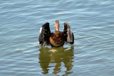 IMG_4343_Black-Bellied Whistling-Duck.jpg