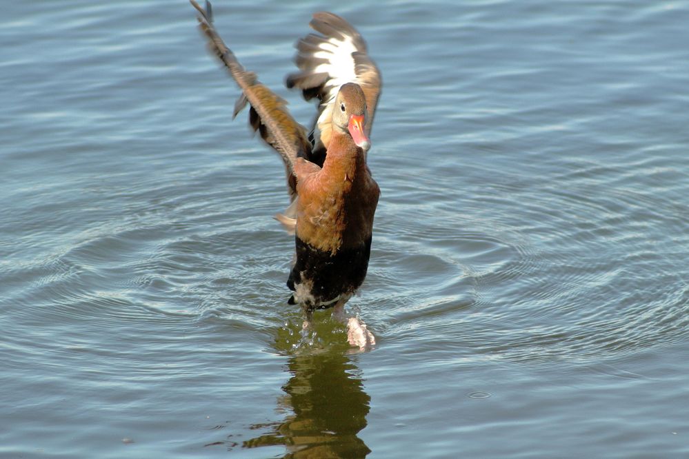 A black-bellied whistling-duck flaps its wings, probably to dry them.  The image was shot with a Canon XSi  and an EF  f4.5-5.6 75-300mm III lens. The exposure was Tv 1/800" Av f 8.0 and ISO 800. The lens was set at 300mm.  The raw file was processed in Digital Photo Professional .