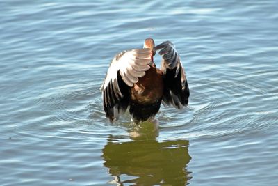 IMG_4344_Black-Bellied Whistling-Duck.jpg