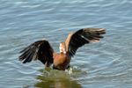 A black-bellied whistling-duck flaps its wings, probably to dry them.  The image was shot with a Canon XSi  and an EF  f4.5-5.6 75-300mm III lens. The exposure was Tv 1/800" Av f 7.1 and ISO 800. The lens was set at 300mm.  The raw file was processed in Digital Photo Professional .