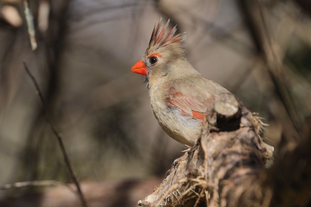 Northern Cardinal (Cardinalis cardinalis) in Norman, Oklahoma, United States on March 21, 2023 ; EF100-400mm f/4.5-5.6L IS II USM +2x III