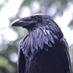 RavenWing1